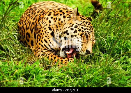 Großer Männlicher Panther Im Wild Shoot Im Ecuadorianischen Latitude Woods Aus Der Nähe Stockfoto