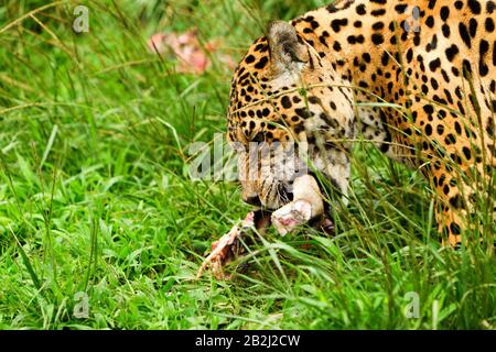 Großer Männlicher Jaguar Im Wild Shoot Im Ecuadorianischen Subtropischen Holz Aus Nächster Nähe Stockfoto