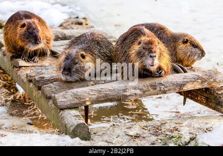 Vier Mitglieder einer Biberfamilie die Bremse nach einer guten Mahlzeit Stockfoto