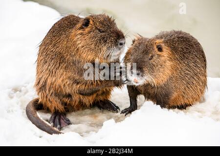 Zwei Mitglieder einer Biberfamilie In der Nähe jedes andere Wildtiere Winter Szene Stockfoto