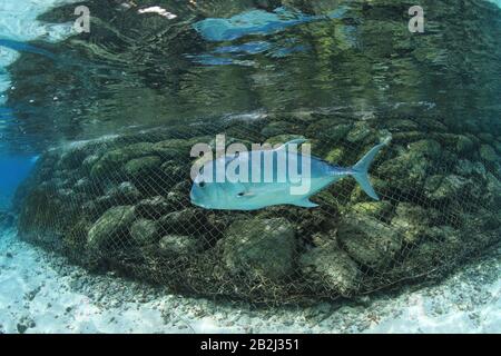 Riesenfische (Caranx ignobilis) schwimmen auf den Malediven am Wellenbrecher entlang Stockfoto