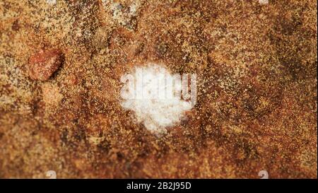 Weißer Pilz auf braunem Texturhintergrund, Nahansicht Stockfoto