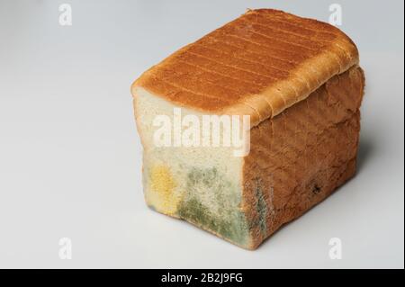 Schäden mit Pilzbrot isoliert auf grauem Grund Stockfoto