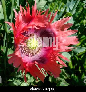 Giant Opium Poppy Pionvallmo (Papaver somniferum) Stockfoto