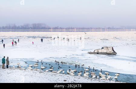 Blick auf einen Teil der Donau, wenn viele Menschen auf dem zugefrorenen Fluss spazieren, kleine Fischerboote und die vielen schönen Schwäne und Enten im Erfrieren gefangen halten Stockfoto