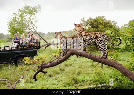 Zwei Leoparden auf Bäumen, die Touristen im Jeep-Rückblick beobachten Stockfoto