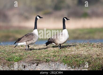 Paar Kanadagans (Branta Canadensis) Stockfoto