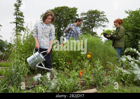 Eltern und Sohn (7-9) Gartenarbeit Stockfoto