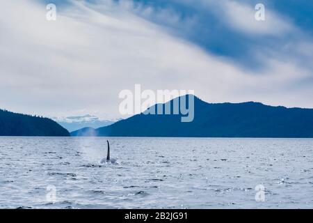 Killerwal in den Tofino-Bergen im Hintergrund, Blick vom Boot auf einen Killerwal. Stockfoto