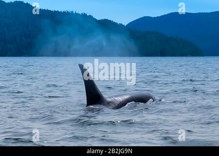 Killerwal in den Tofino-Bergen im Hintergrund, Blick vom Boot auf einen Killerwal. Stockfoto