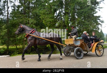 Pferdekutsche, Dolina Koscieliska, Hohe Tatra, Polen Stockfoto