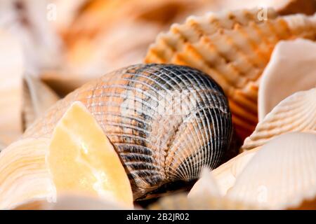 Eine Nahaufnahme verschiedener Muscheln, die zusammen angeordnet sind, mit einer markanten Zweiventilschale im Vordergrund mit konzentrischen Graten und einem Muster in dunkelgrauen, beigen und orangen Tönen. Umgebung Stockfoto