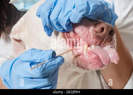 Nahaufnahme der Zähne des Tierputzers Stockfoto