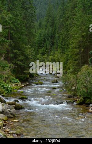 Bergbach, Dolina Koscieliska, Hohe Tatra, Polen Stockfoto