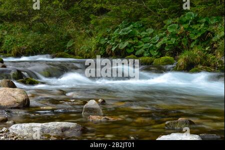 Bergbach, Dolina Koscieliska, Hohe Tatra, Polen Stockfoto