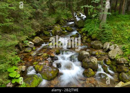 Bergbach, Dolina Koscieliska, Hohe Tatra, Polen Stockfoto