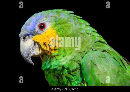 Die blaue Leitung Parrot Nahaufnahme Stockfoto