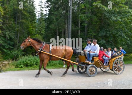 Pferdekutsche, Dolina Koscieliska, Hohe Tatra, Polen Stockfoto