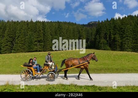Pferdekutsche, Dolina Koscieliska, Hohe Tatra, Polen Stockfoto