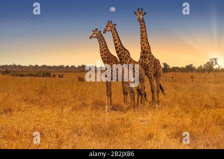 Drei Giraffen nebeneinander stehen - Kruger National Park, Südafrika Stockfoto