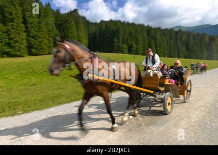 Pferdekutsche, Dolina Koscieliska, Hohe Tatra, Polen Stockfoto