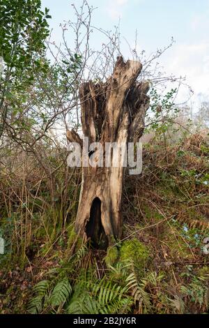 Baumstamm - alter, toter hohler und verfallender stehender Baum, der als Schnack bezeichnet wird - Schottland, Großbritannien Stockfoto