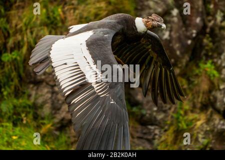 Der Andenkondor Ist EIN Großer Schwarzer Geier Mit EINER Ruff Weißer Federn, Die Den Keller Der Wirbelsäule Umgibt Und Besonders Im männlichen Großweiß Stockfoto