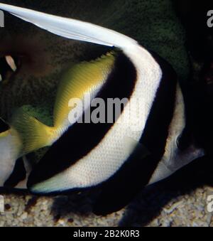 Schulbannerfische, Heniochus diphreuten Stockfoto