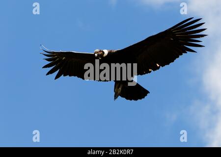 Männlicher Andenkondor Im Flug In Den Hochländern Der Anden Ecuadors Erschossen Stockfoto