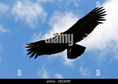 Männlicher Andenkondor Im Flug Auf Dem Hügel Der Anden Ecuadors Erschossen Stockfoto