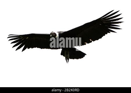 Männlicher Andenkondor Im Flug Schoss In den Hochländern Der Anden Ecuadors Gegen EINE Weiße Wolke Stockfoto