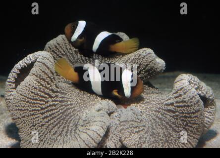 Paar Clarks Anemonefisch, Amphiprion clarkii, auf ihrem symbiotischen Teppich-Anemon (Stichodactyla haddoni) Stockfoto