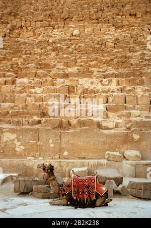 Reisefotografie - Kamel, der vor der Pyramide von Khafre auf den Pyramiden von Gizeh in Kairo in Ägypten in Nordafrika im Nahen Osten ruht Stockfoto