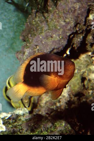 Roter Sattleback Anemonefisch, Amphiprion ephippium Stockfoto