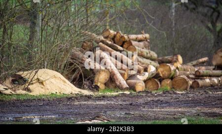 Schlick und Schlamm durch Regen, durchmischt durch Baumschnitt, dahinter frisch gefochte und geschnittene Baumstämme Stockfoto