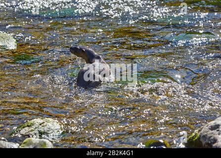 Schnell fließender East Lyn River im Exmoor-Nationalpark mit European River Otter (Lutra Lutra) an sonnigen Tagen Stockfoto