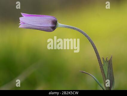 Nahaufnahme von Staubblättern und Pistil von violetten Wildblumen vor grünem Hintergrund Stockfoto