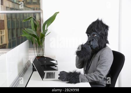 Junger Mann in Gorillamaske, der sich im Büro vor dem Laptop die Nase pflückt Stockfoto
