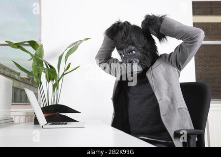 Wütender junger Mann in Gorilla-Maske, der im Büro einen Laptop ansieht Stockfoto