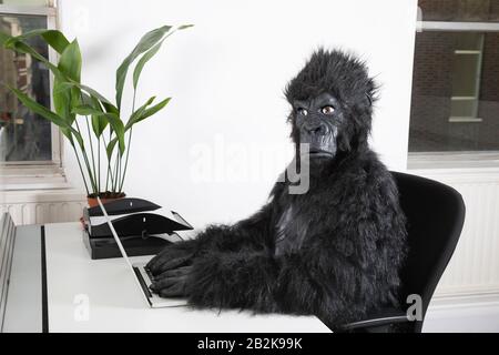 Seitenansicht des jungen Mannes im Gorilla-Kostüm mit Laptop im Büro Stockfoto