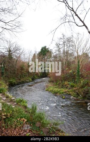 Bach mit Bäumen in Kenmare, Irland Stockfoto