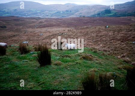 Schafe weiden in der Nähe des Killarney National Park, Irland Stockfoto