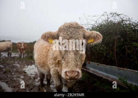 Nahaufnahme der Kuh im schlammigen Feld Stockfoto