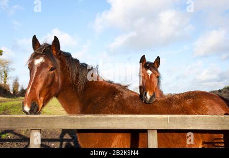 Pferd ruht es Kopf auf einem anderen Pferd Stockfoto