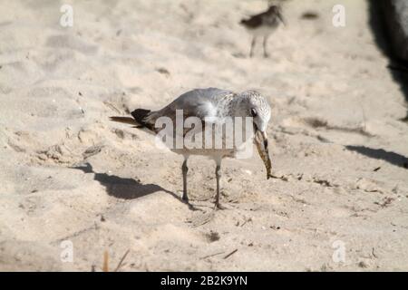 Möwe schluckt einen kleinen Fisch am Strand. Florida, USA Stockfoto