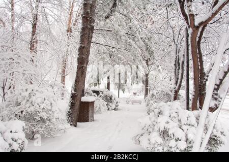 Schneebedeckte, von schneebedeckten Bäumen gesäumte Wege, die zu einer schneebedeckten Bank führen. Das Bild erscheint fast schwarz-weiß. Stockfoto