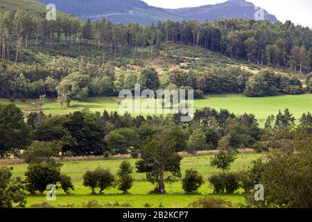 Blick auf Bäume, die auf grasbewachsenen Feldern wachsen Stockfoto