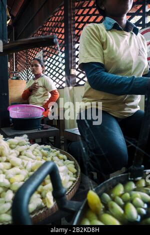 Siem Reap, Kambodscha, Asien: Mazeration von Seidenraupenkokons in den Laboren des Artisan-Angkor-Projekts Stockfoto