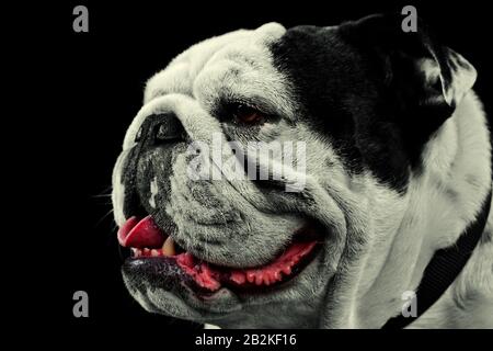 Mug Shot Studio Profil Einer Gewachsenen Reinen Spezies Englischer Bulldog Stockfoto