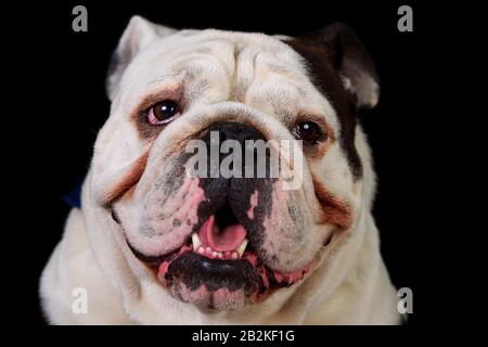 Mug Shot Studio Portrait Of An Grown Pure Race English Bulldog Stockfoto